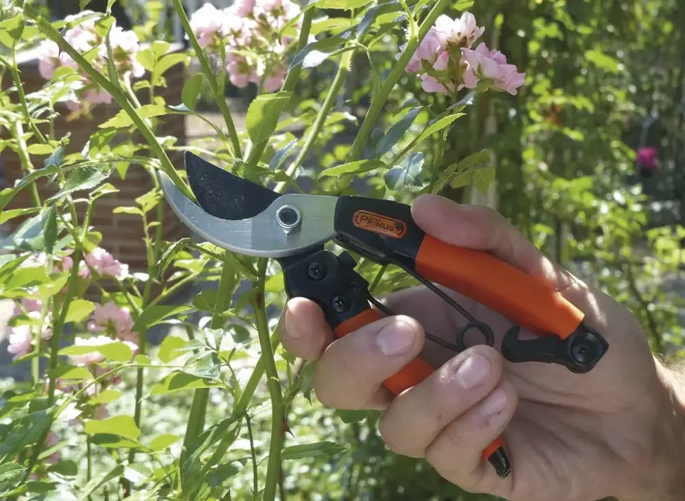 Damengartenschere "Königin der Rosen" Rabatt
