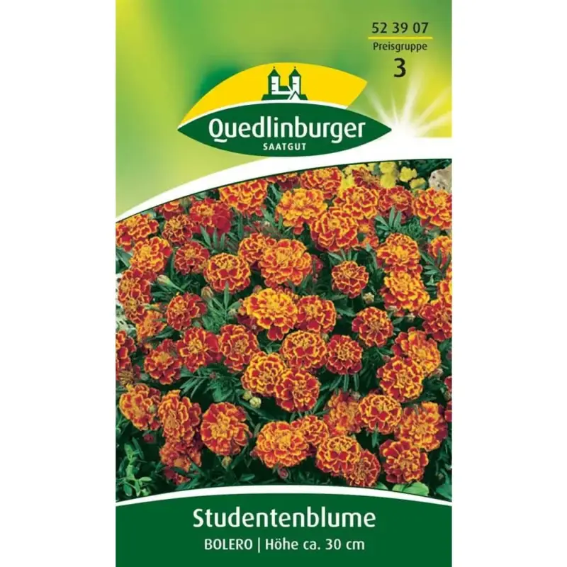 Bestseller Studentenblume, Bolero